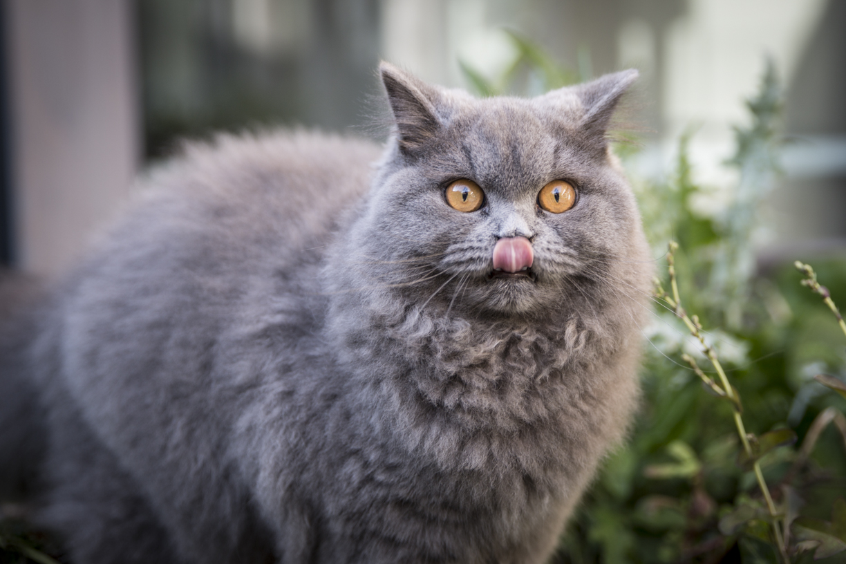 Portrait d’animaux domestiques – Angers – Séance Photo